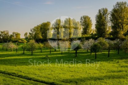 Apple trees in spring time - Stock Media Bay