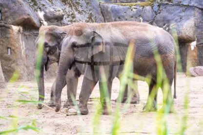 elephants in zoo - Stock Media Bay