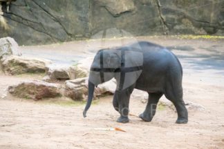 elephant in zoo - Stock Media Bay