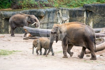 elephants and baby elephant in zoo - Stock Media Bay