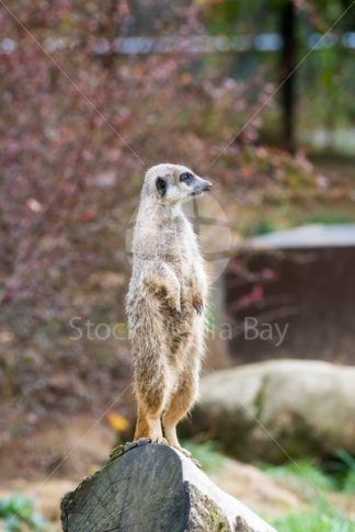 meerkat looking around in zoo - Stock Media Bay