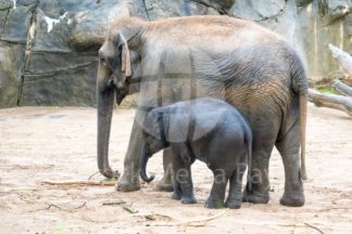 Elephant and baby elephant in zoo - Stock Media Bay