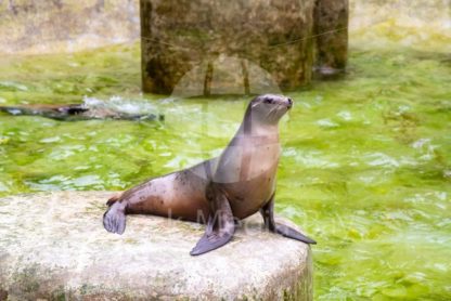 Seal in Zoo - Stock Media Bay