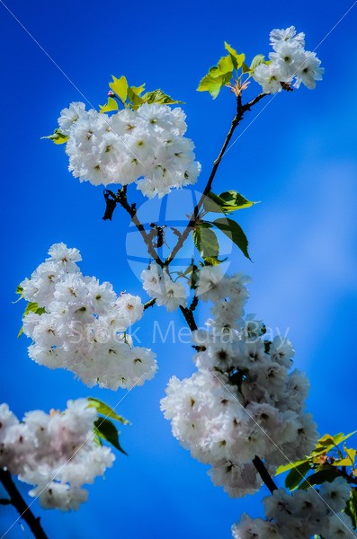 cherry blossoms in spring - Stock Media Bay