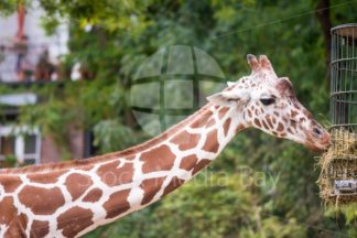 giraffee at zoo - Stock Media Bay