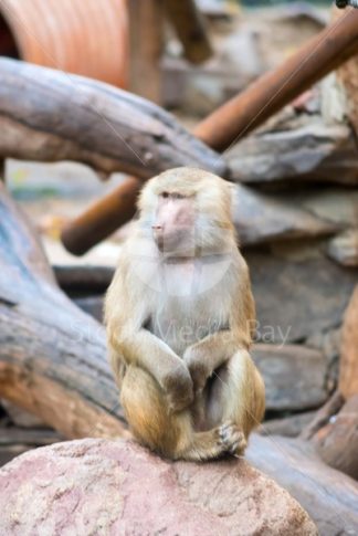 pavian ape in zoo - Stock Media Bay