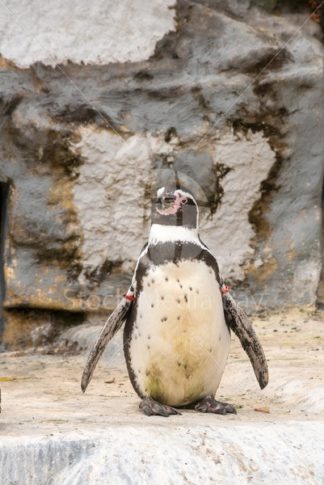 penguin at zoo - Stock Media Bay